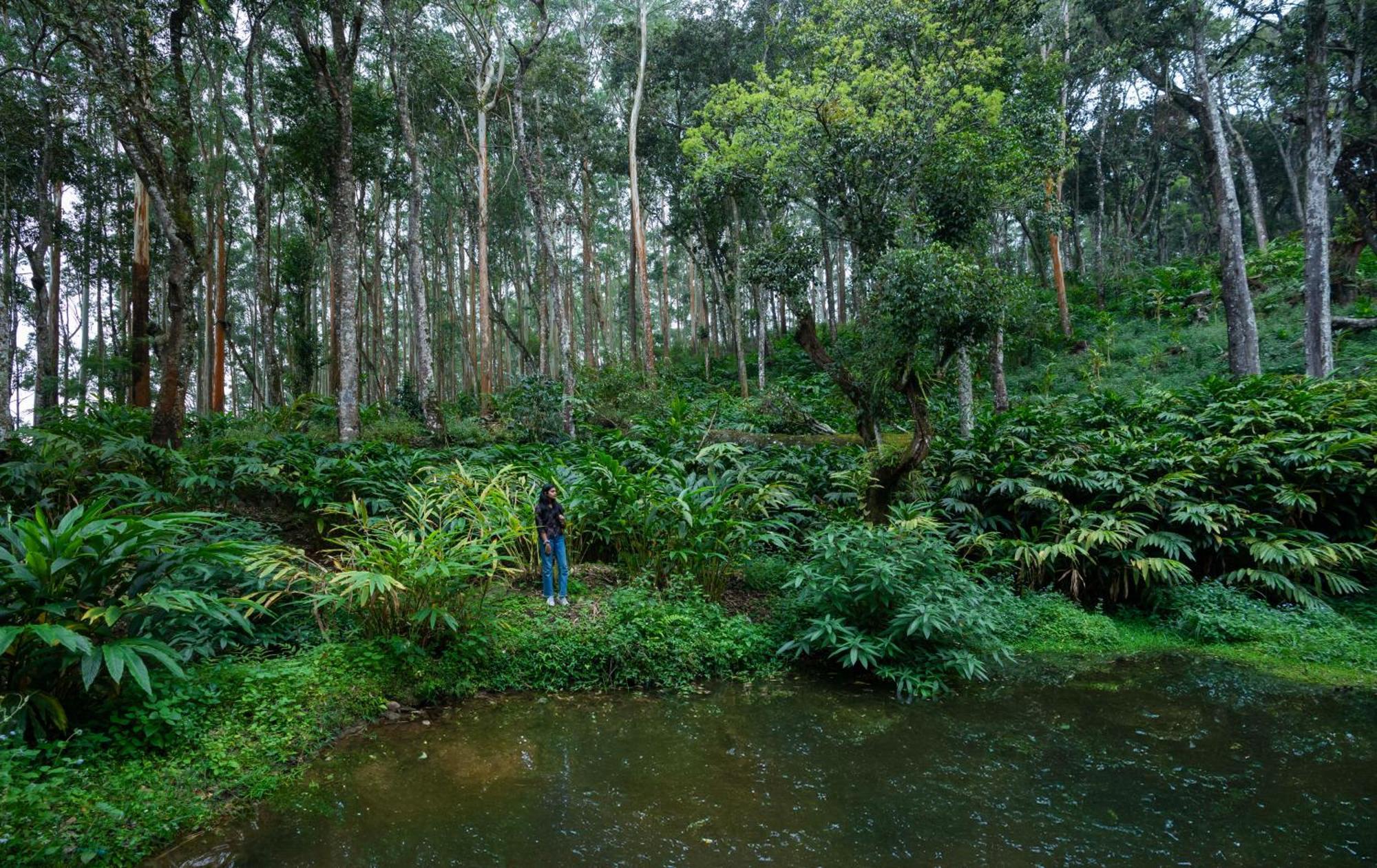 Fort Munnar Chinnakanal Экстерьер фото