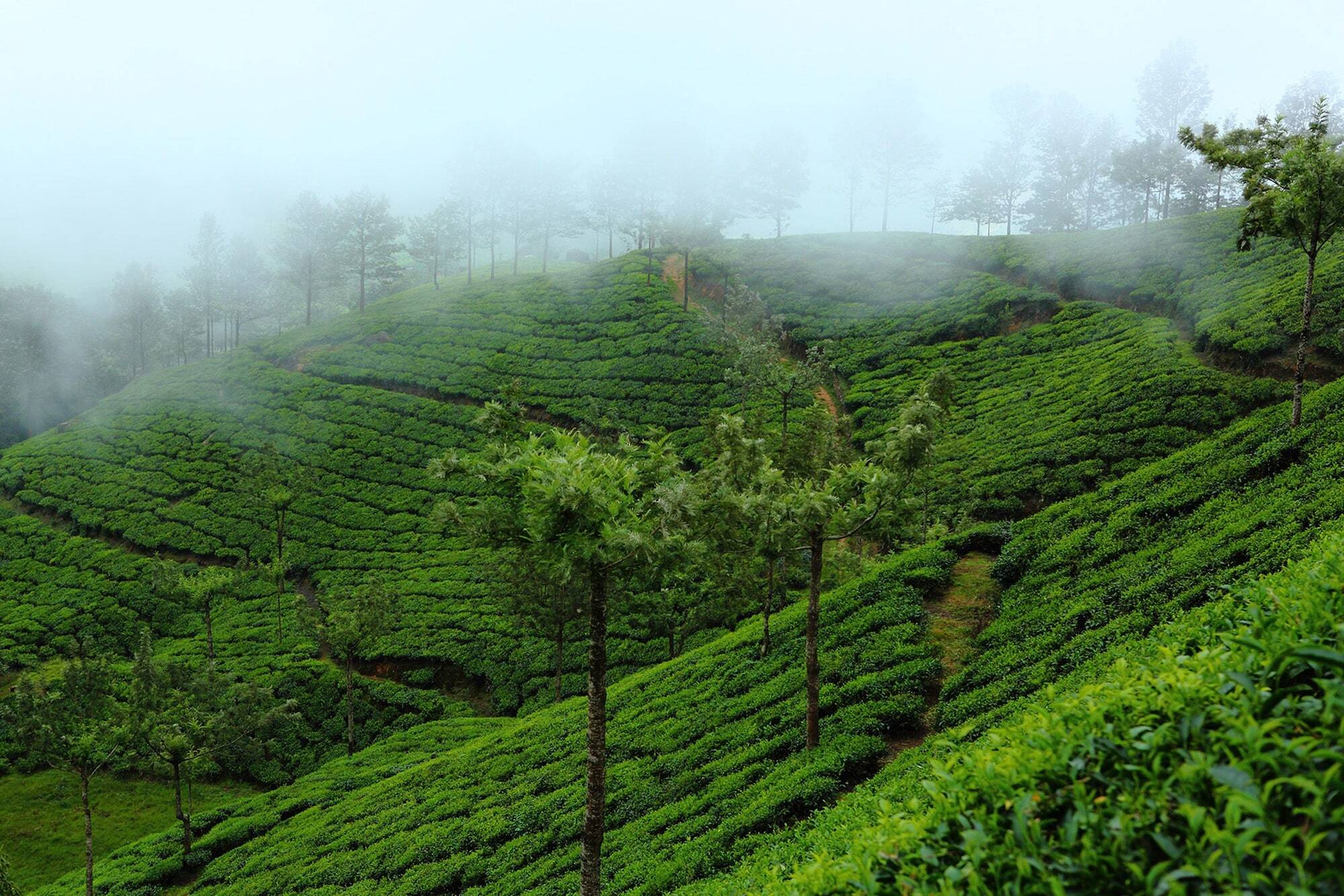 Fort Munnar Chinnakanal Экстерьер фото