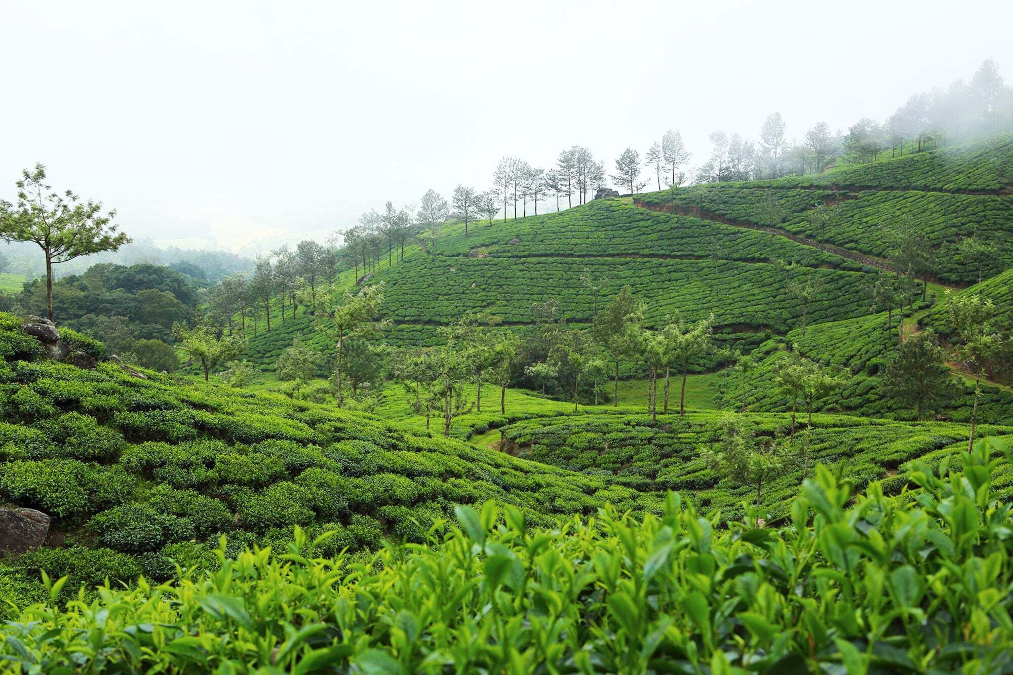 Fort Munnar Chinnakanal Экстерьер фото